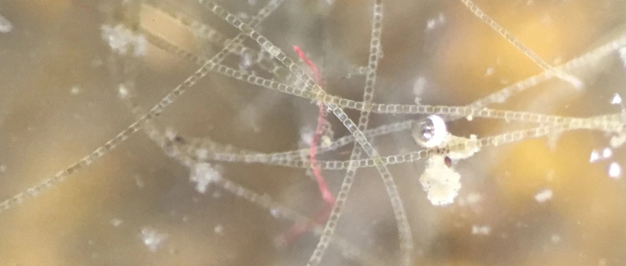 Red microplastic fiber on algae