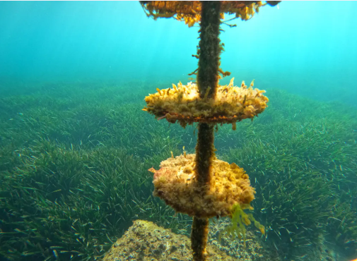 VIRTUE Posidonia